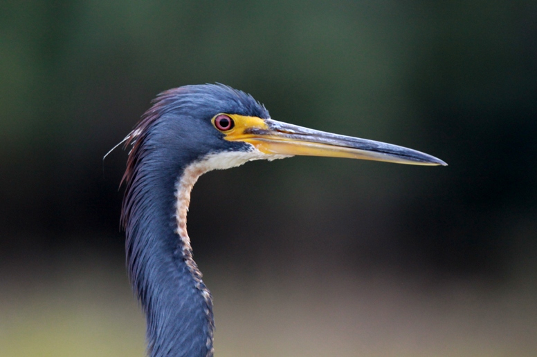 tricolor heron